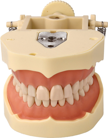 Teeth model with plastic articulator for clinical practice, with replacement teeth (28 teeth)